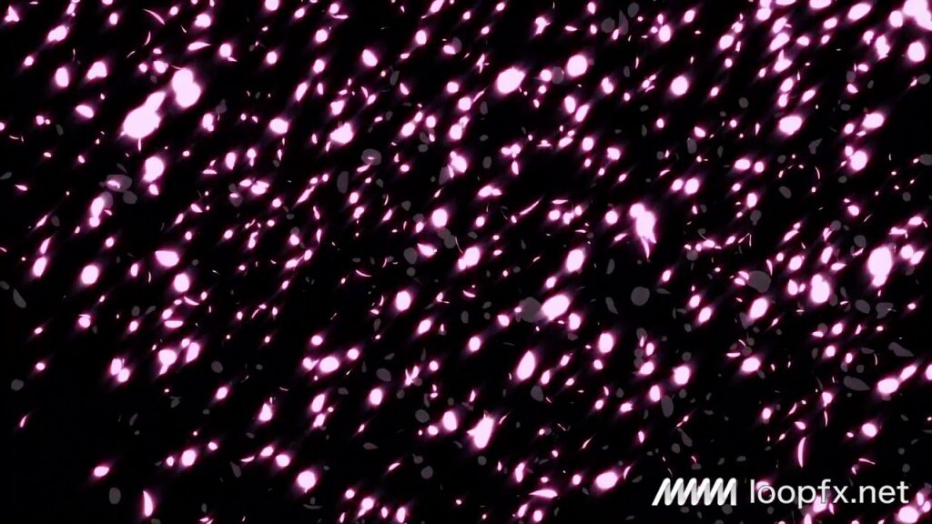 舞い散る桜の動画素材