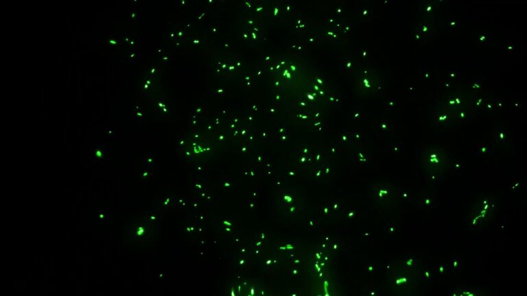 緑の火花のパーティクルの動画素材
