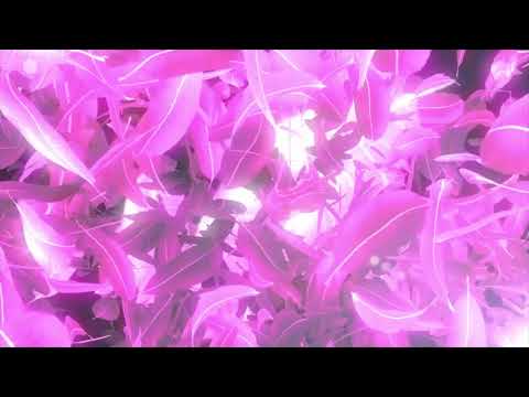 葉の舞い散る桜の動画素材